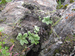 <i>Primula wollastonii </i>