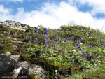 <i>Primula wollastonii </i>