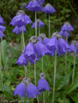 <i>Primula wollastonii </i>