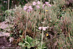 <i>Primula wollastonii </i>