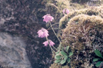 <i>Primula wollastonii </i>