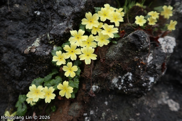 <i>Primula wolongensis </i>