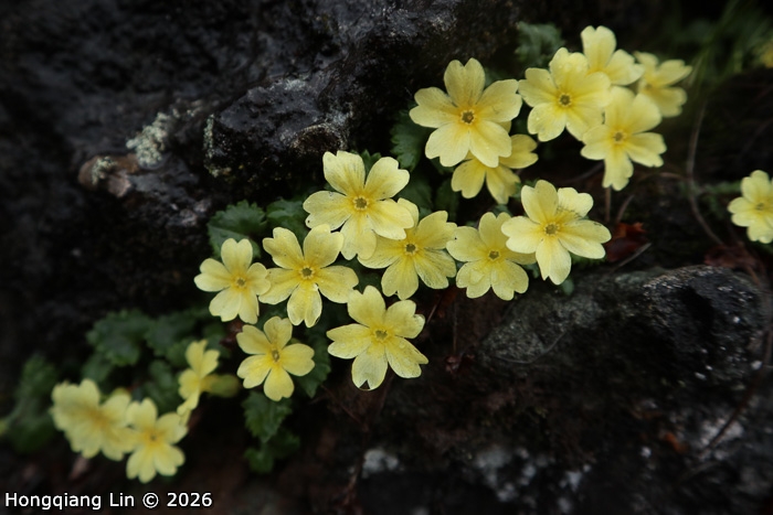 <i>Primula wolongensis </i>