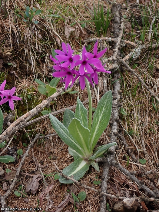<i>Primula woodwardii </i>
