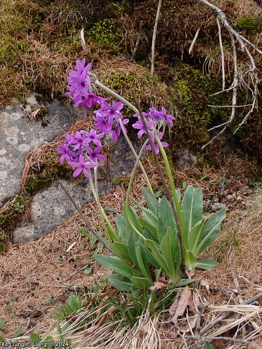 <i>Primula woodwardii </i>