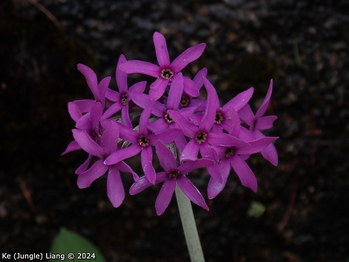 <i>Primula woodwardii </i>