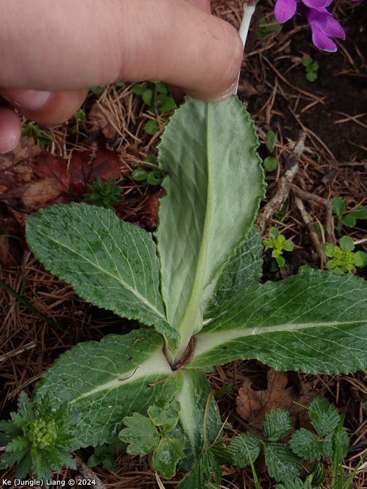 <i>Primula woodwardii </i>