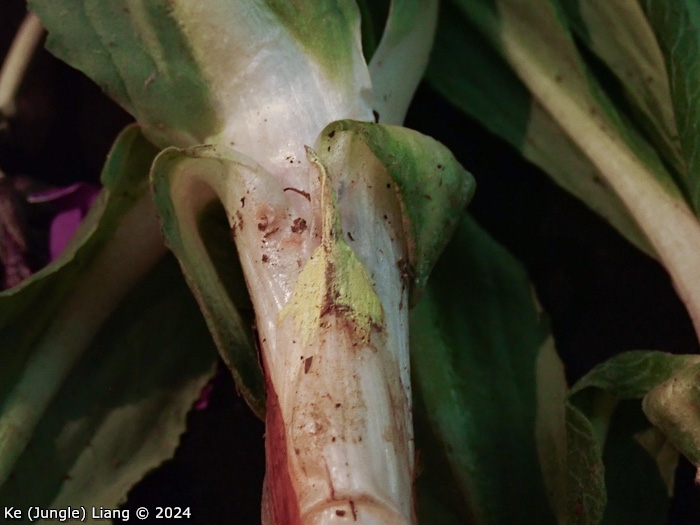<i>Primula woodwardii </i>
