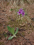 <i>Primula woodwardii </i>