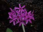 <i>Primula woodwardii </i>