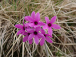<i>Primula woodwardii </i>