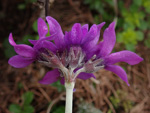 <i>Primula woodwardii </i>