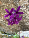 <i>Primula woodwardii </i>
