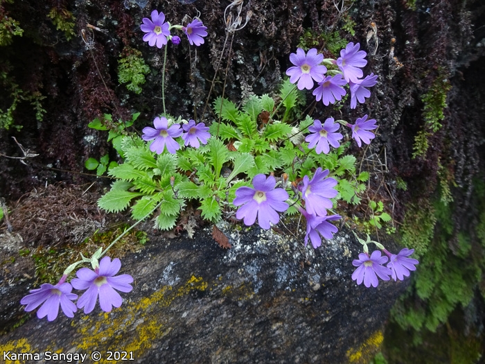 <i>Primula xanthopa </i>