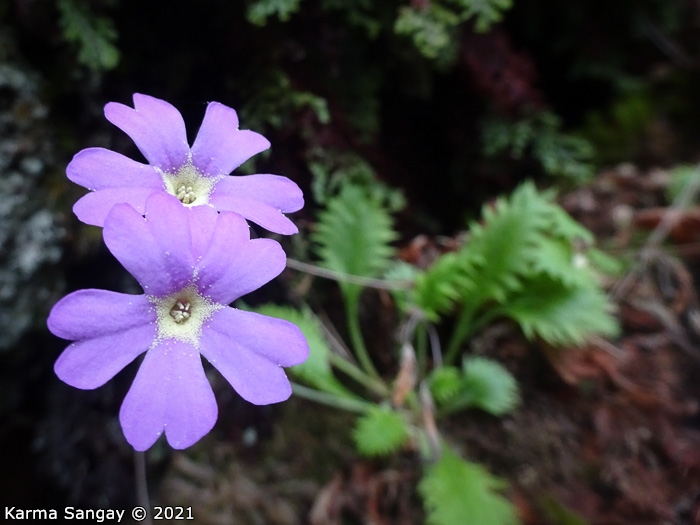 <i>Primula xanthopa </i>