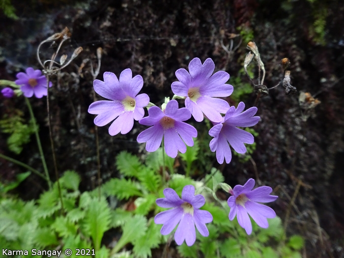 <i>Primula xanthopa </i>