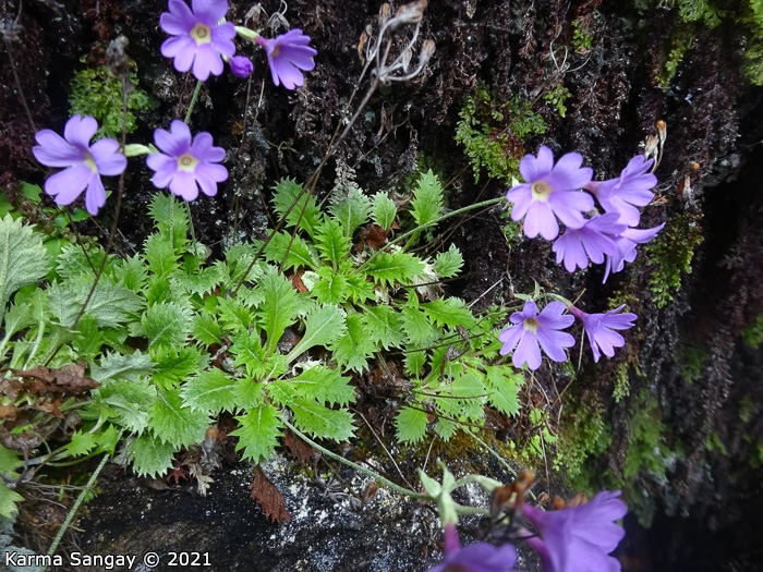 <i>Primula xanthopa </i>