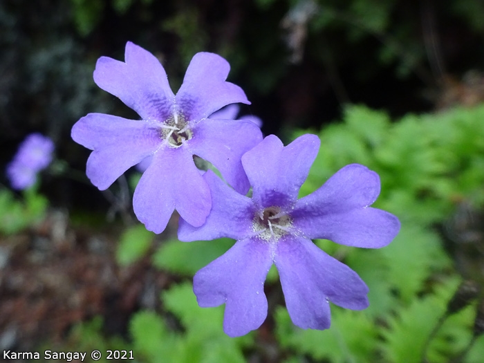 <i>Primula xanthopa </i>