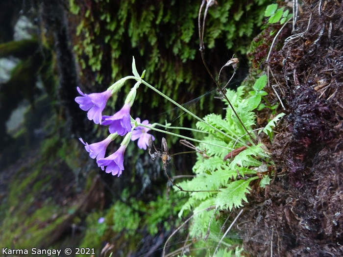 <i>Primula xanthopa </i>