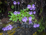 <i>Primula xanthopa </i>