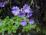 <i>Primula xanthopa </i>