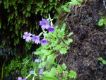 <i>Primula xanthopa </i>