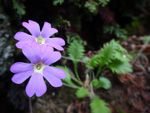 <i>Primula xanthopa </i>