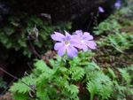 <i>Primula xanthopa </i>