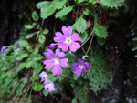 <i>Primula xanthopa </i>