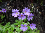 <i>Primula xanthopa </i>