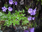 <i>Primula xanthopa </i>