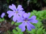 <i>Primula xanthopa </i>