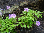 <i>Primula xanthopa </i>