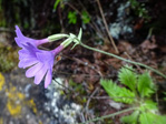 <i>Primula xanthopa </i>