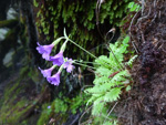 <i>Primula xanthopa </i>