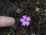 <i>Primula xilingensis </i>