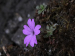 <i>Primula xilingensis </i>