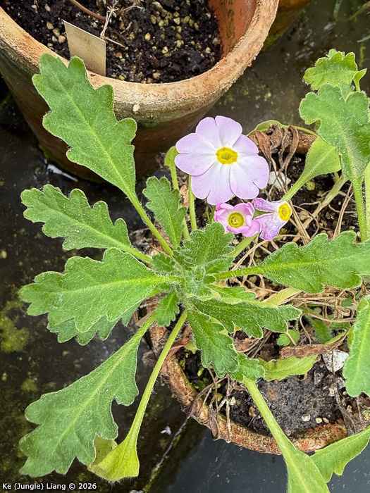 <i>Primula xingshanensis </i>