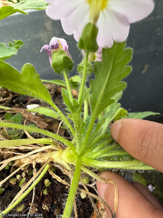 <i>Primula xingshanensis </i>
