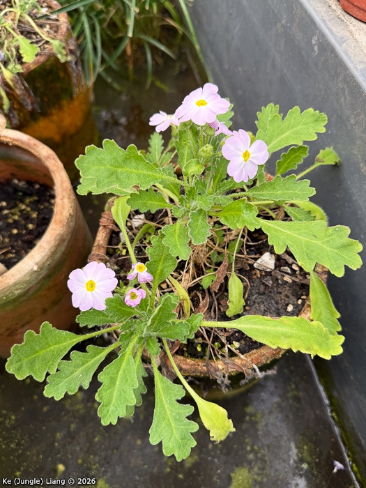 <i>Primula xingshanensis </i>