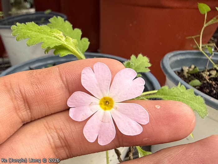 <i>Primula xingshanensis </i>