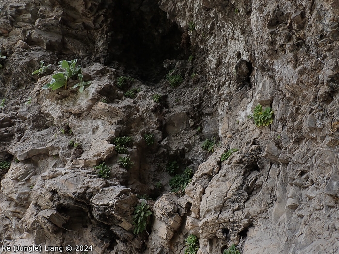 <i>Primula xingshanensis </i>