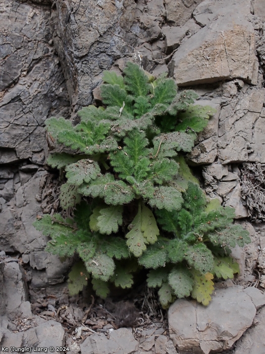 <i>Primula xingshanensis </i>
