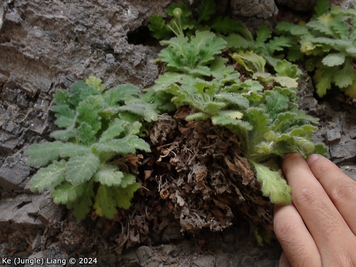 <i>Primula xingshanensis </i>