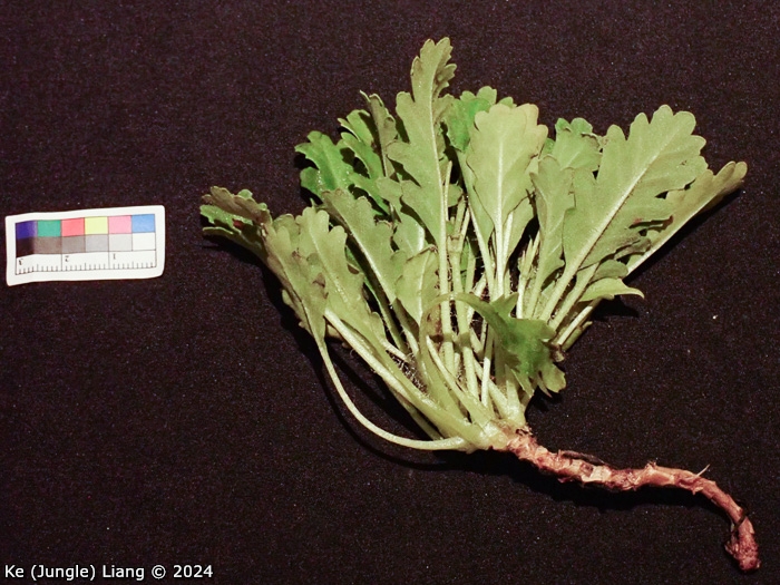 <i>Primula xingshanensis </i>