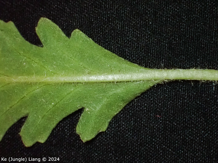 <i>Primula xingshanensis </i>