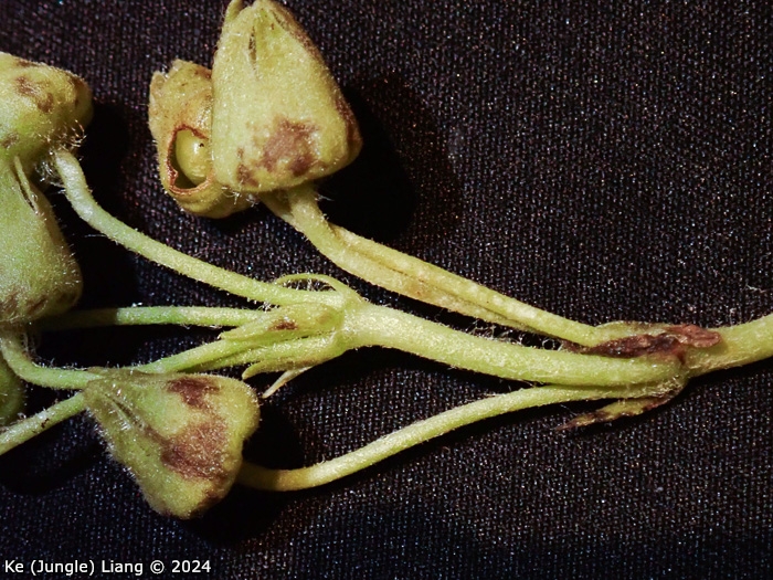 <i>Primula xingshanensis </i>