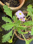 <i>Primula xingshanensis </i>