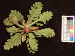 <i>Primula xingshanensis </i>