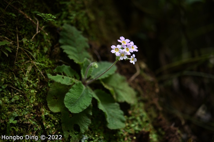 <i>Primula zhui </i>